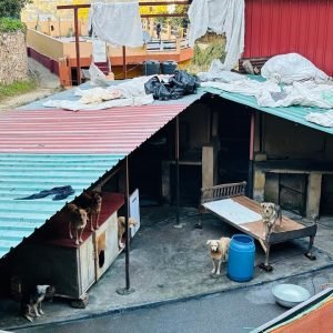 Bhaumik Pashu Suraksha Samiti almo