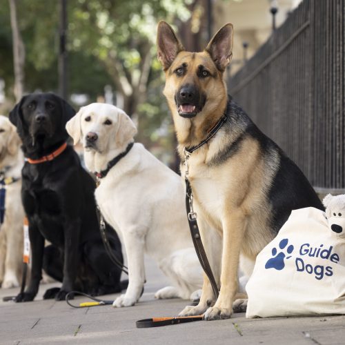 Guide Dogs