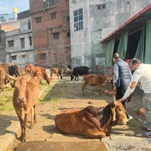 nagar nigam gaushala 3