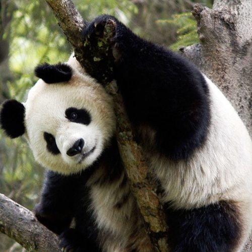 WWF